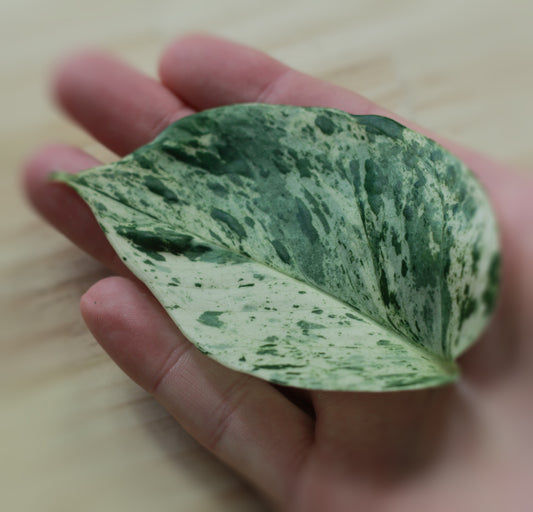 Variegation (Animated)