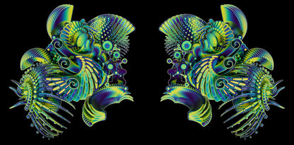 Polycera